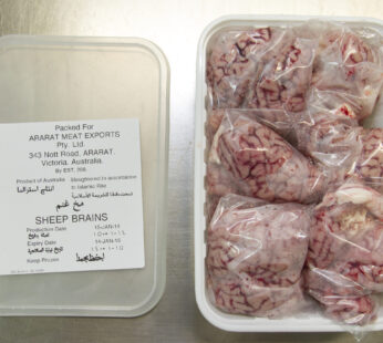 Sheep Brain “Variable Weight”