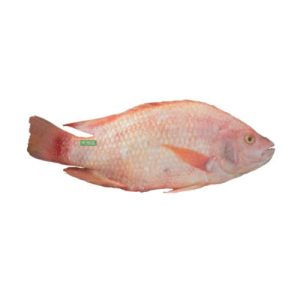 Frozen red tilapia fish from Vietnam, available in an approximate 500g to 800g weight range
