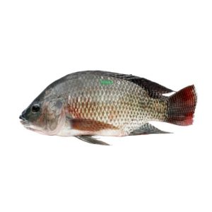 Frozen black tilapia fish from Vietnam available in a 500g to 800g weight range